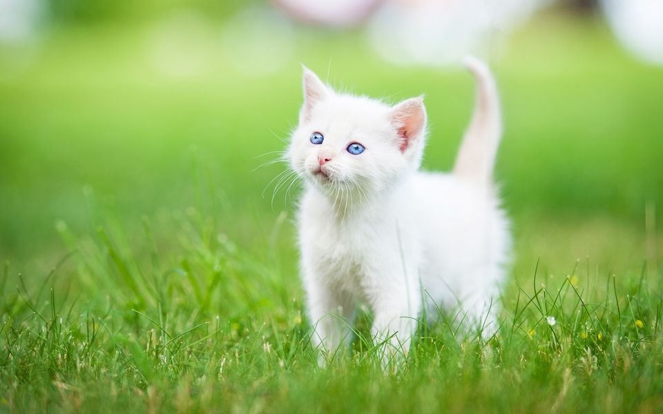 重庆猫咪APP开发
