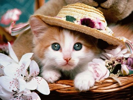 养猫APP软件开发