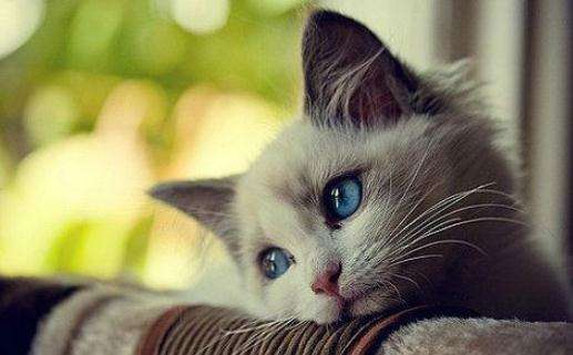 重庆APP开发——猫咪APP开发